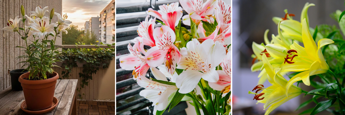 koláž lilie v květináči_2